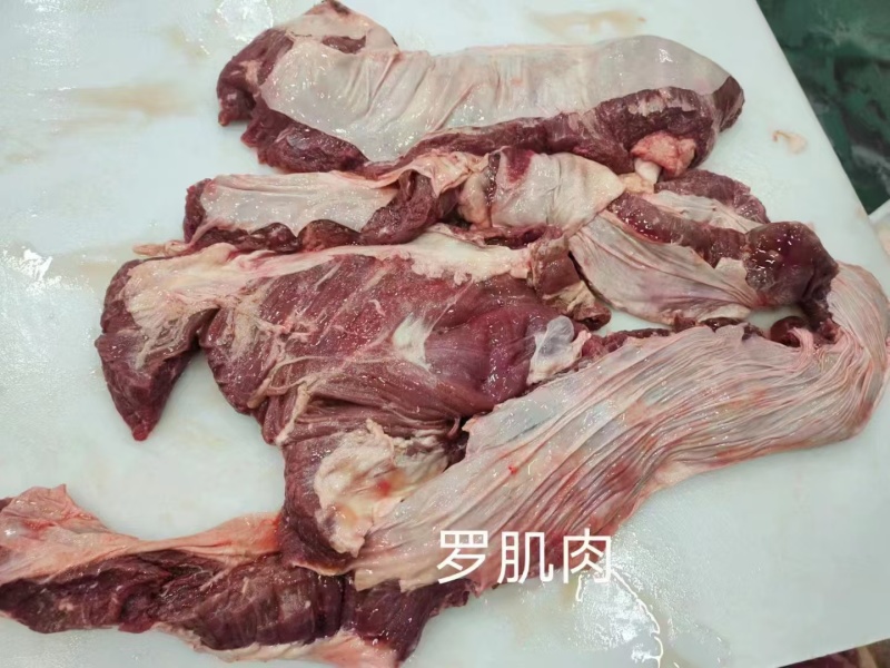 牛罗肌肉