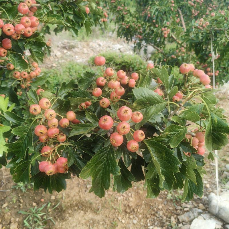 甜红子山楂大量上市***********