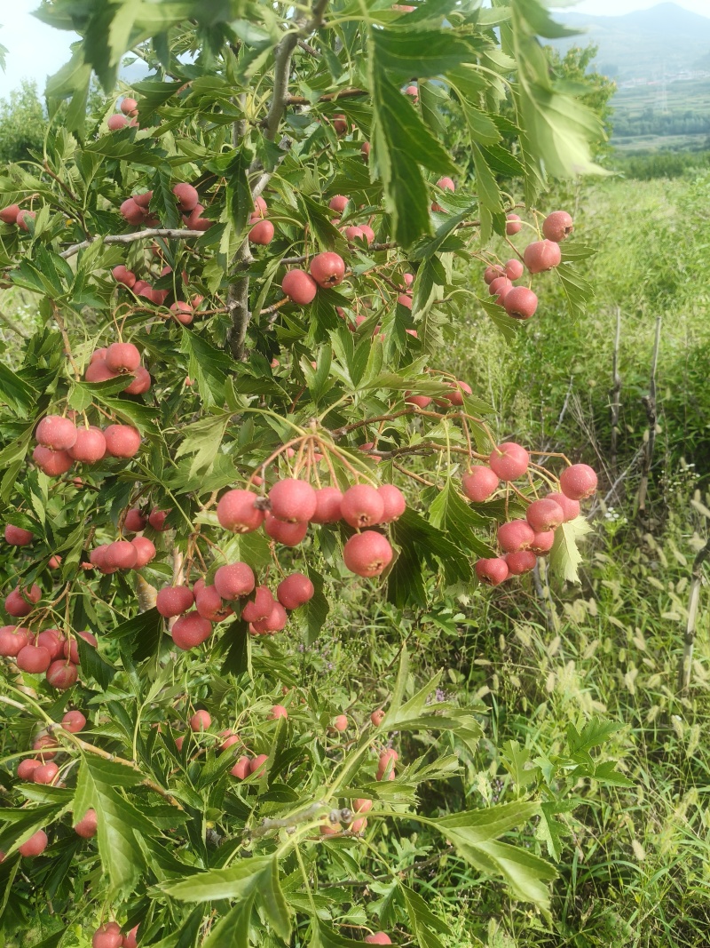 甜红子山楂大量上市***********