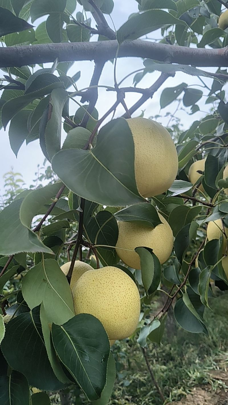 运城贡梨个头梨形口感好，走货速度快，量大从优，欢迎选购