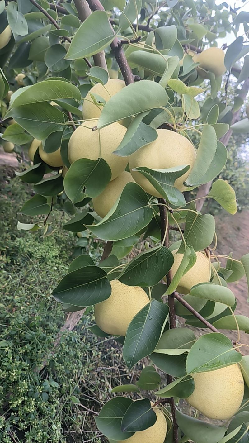 运城贡梨个头梨形口感好，走货速度快，量大从优，欢迎选购