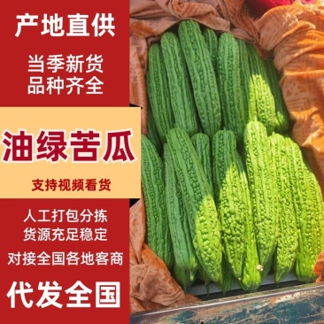 精品苦瓜质量优质支持走高级市场走电商食堂价格优惠
