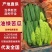 精品苦瓜质量优质支持走高级市场走电商食堂价格优惠