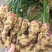山东鲜姜鲜姜种植基地鲜姜质量好版型好一手货源产地