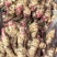 红芽鲜姜种植基地红芽鲜姜品质好现挖鲜姜货源充足