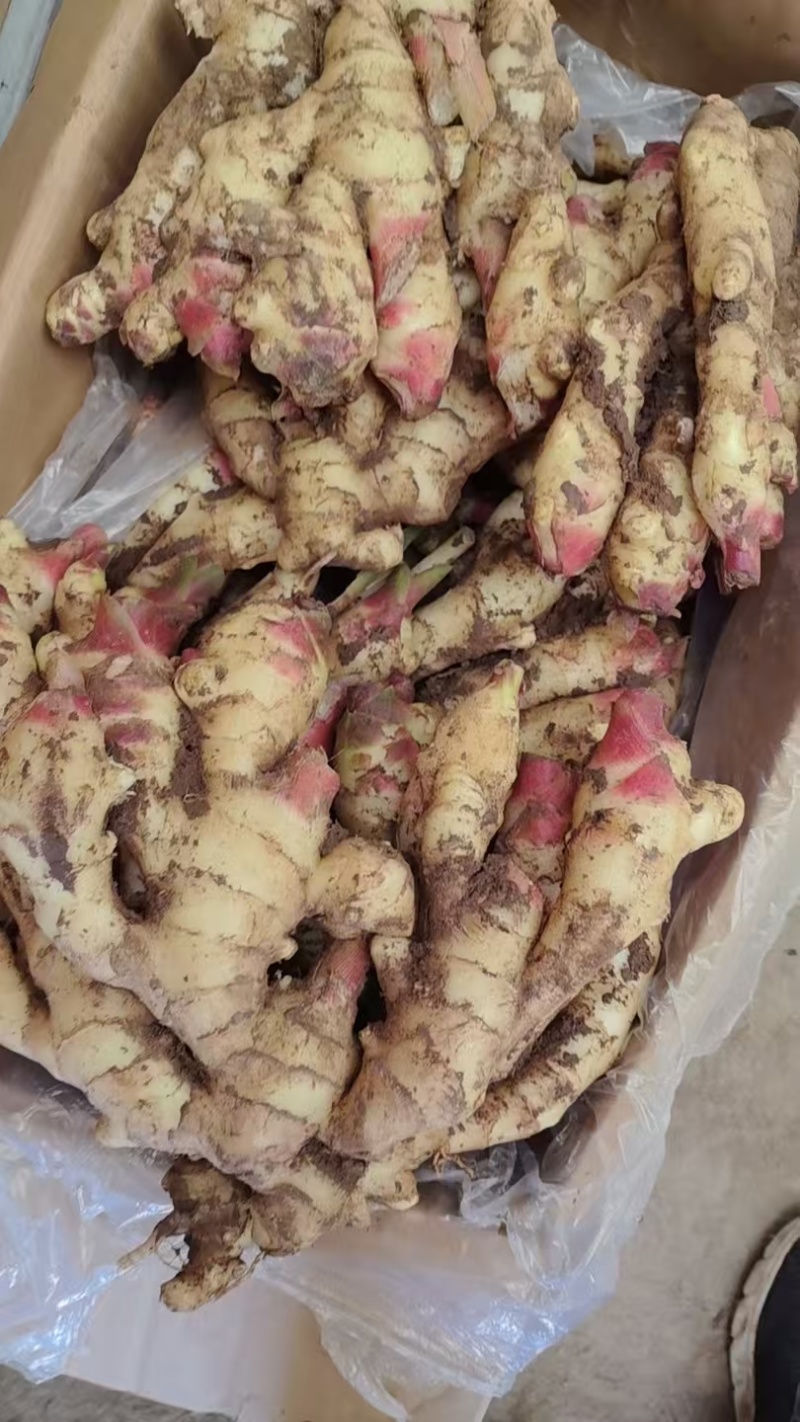 红芽鲜姜种植基地红芽鲜姜品质好现挖鲜姜货源充足