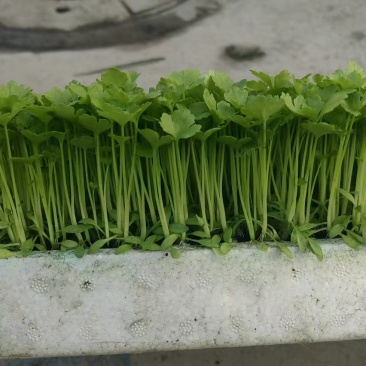 汉芹苗3角一孔一孔十多棵