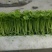 汉芹苗3角一孔一孔十多棵