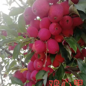 鸡心果树苗
