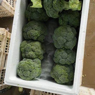 山东寿光精品西兰花,产地直发,出口市场电商商超全国发货
