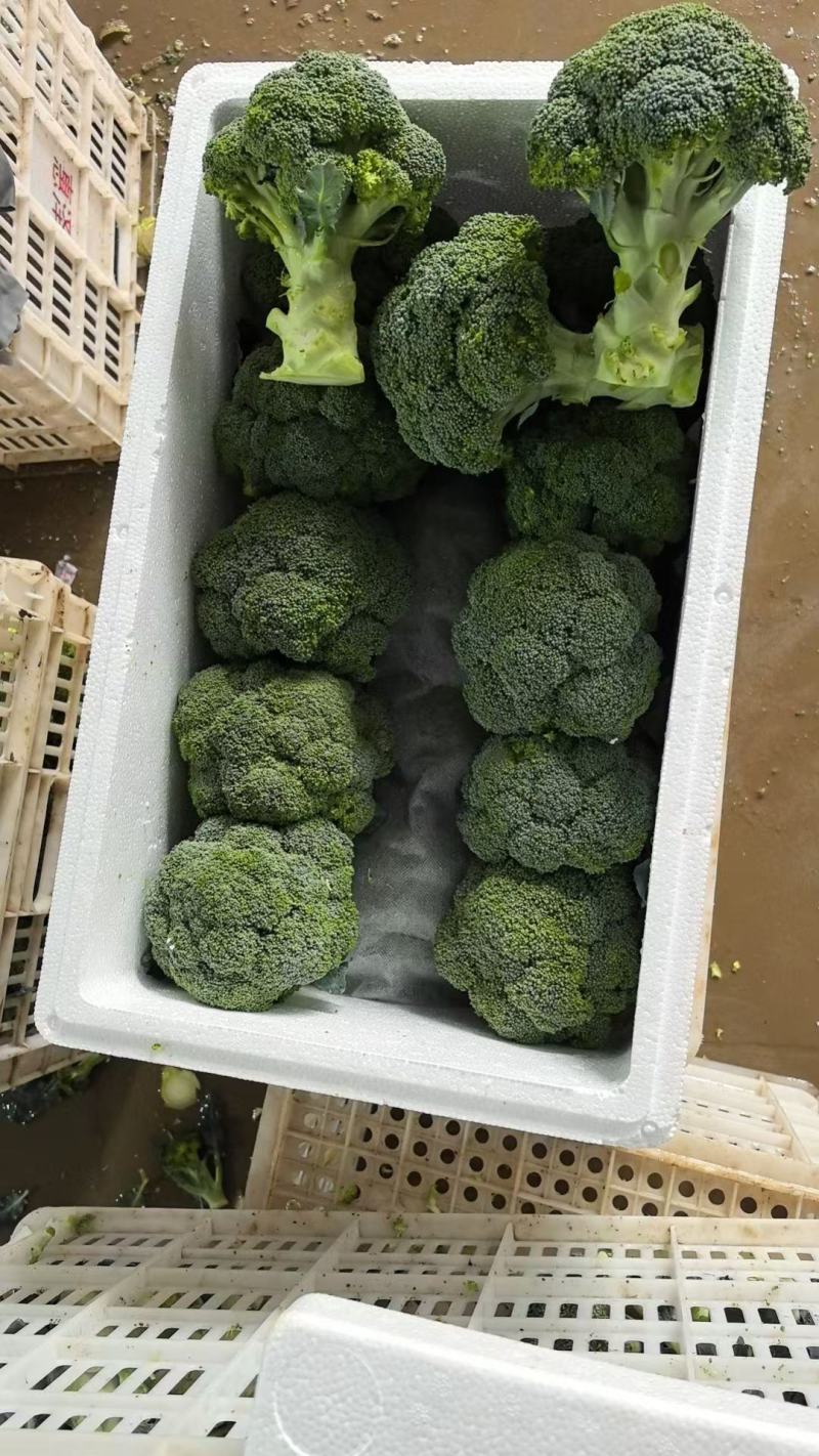 山东寿光精品西兰花，产地直发，出口市场电商商超全国发货