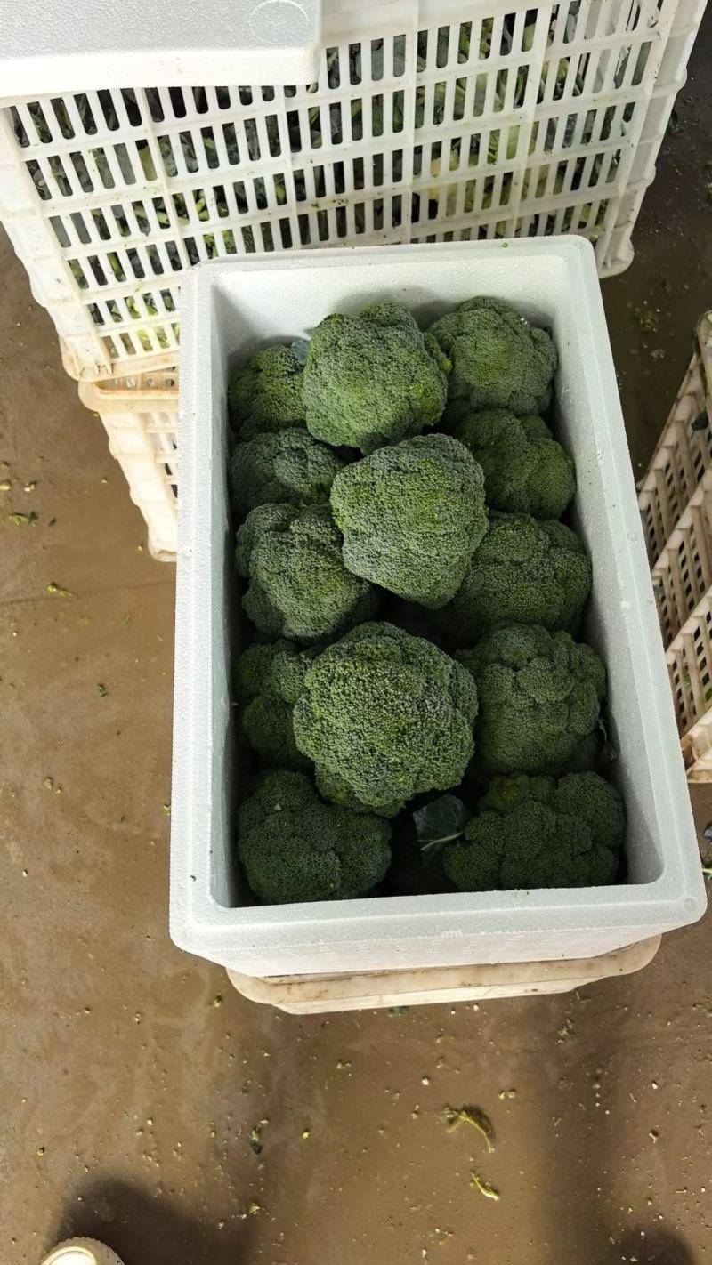 山东寿光精品西兰花，产地直发，出口市场电商商超全国发货