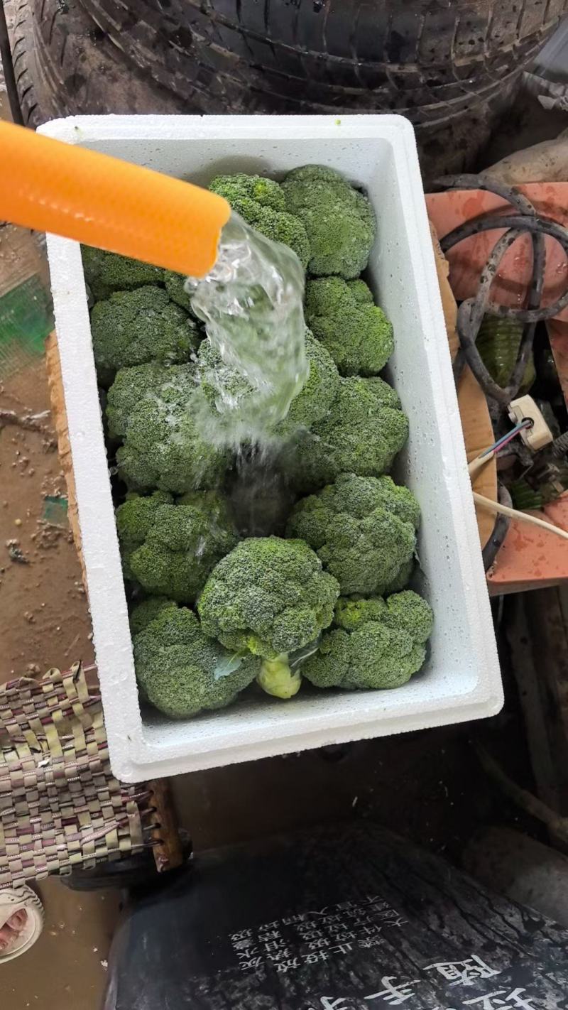 山东寿光精品西兰花，产地直发，出口市场电商商超全国发货