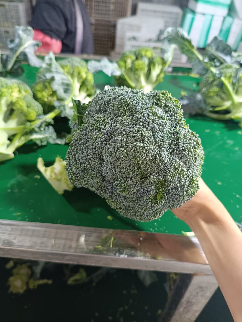 山东寿光精品西兰花，产地直发，出口市场电商商超全国发货