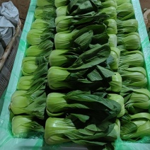 大量小油菜上海青上市质量优质