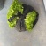 汉芹苗3角一孔一孔十多棵
