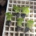 汉芹苗3角一孔一孔十多棵