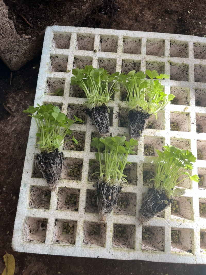 汉芹苗3角一孔一孔十多棵