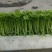 汉芹苗3角一孔一孔十多棵