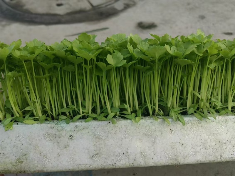 汉芹苗3角一孔一孔十多棵