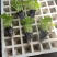 汉芹苗3角一孔一孔十多棵