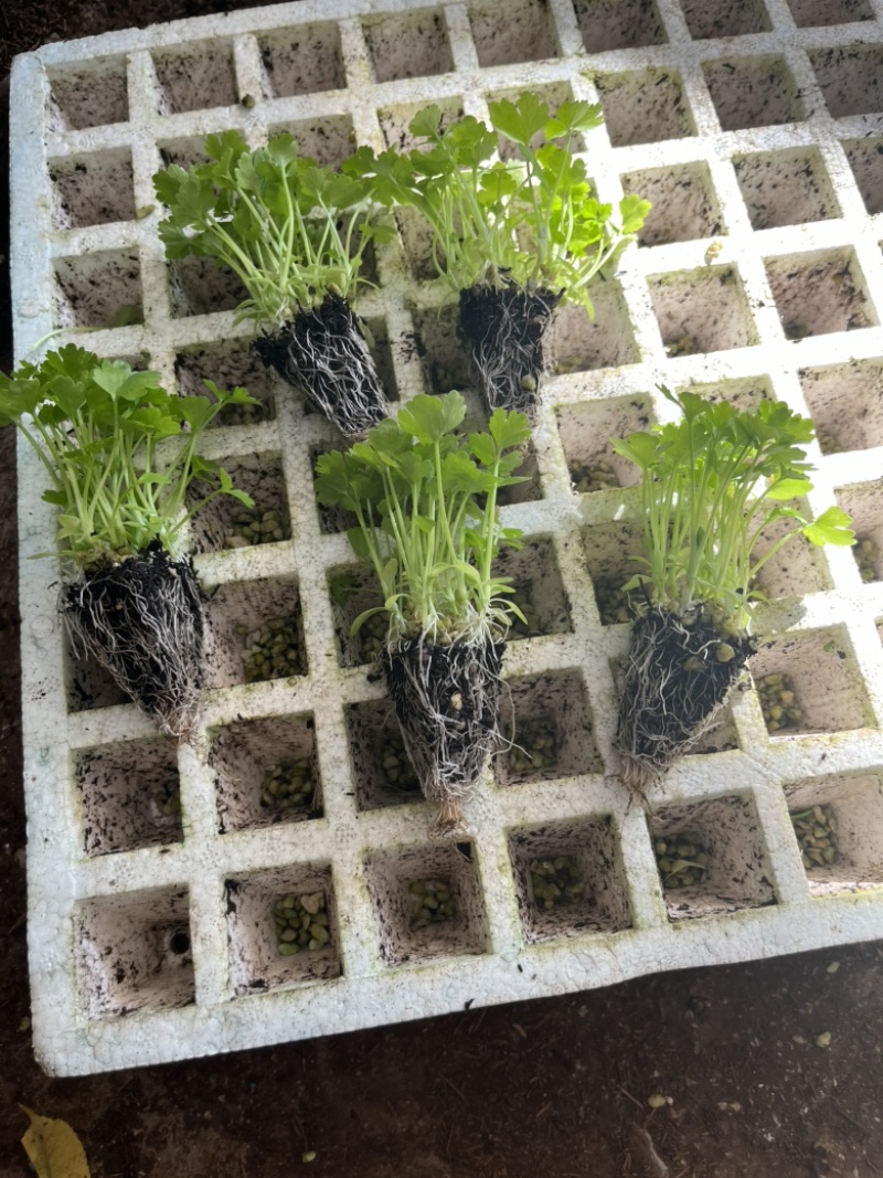 汉芹苗3角一孔一孔十多棵