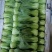 大量小油菜上海青上市质量优质