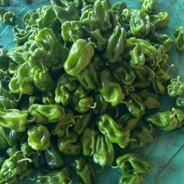 麻辣大量有货
