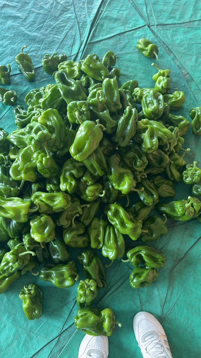 麻辣大量有货