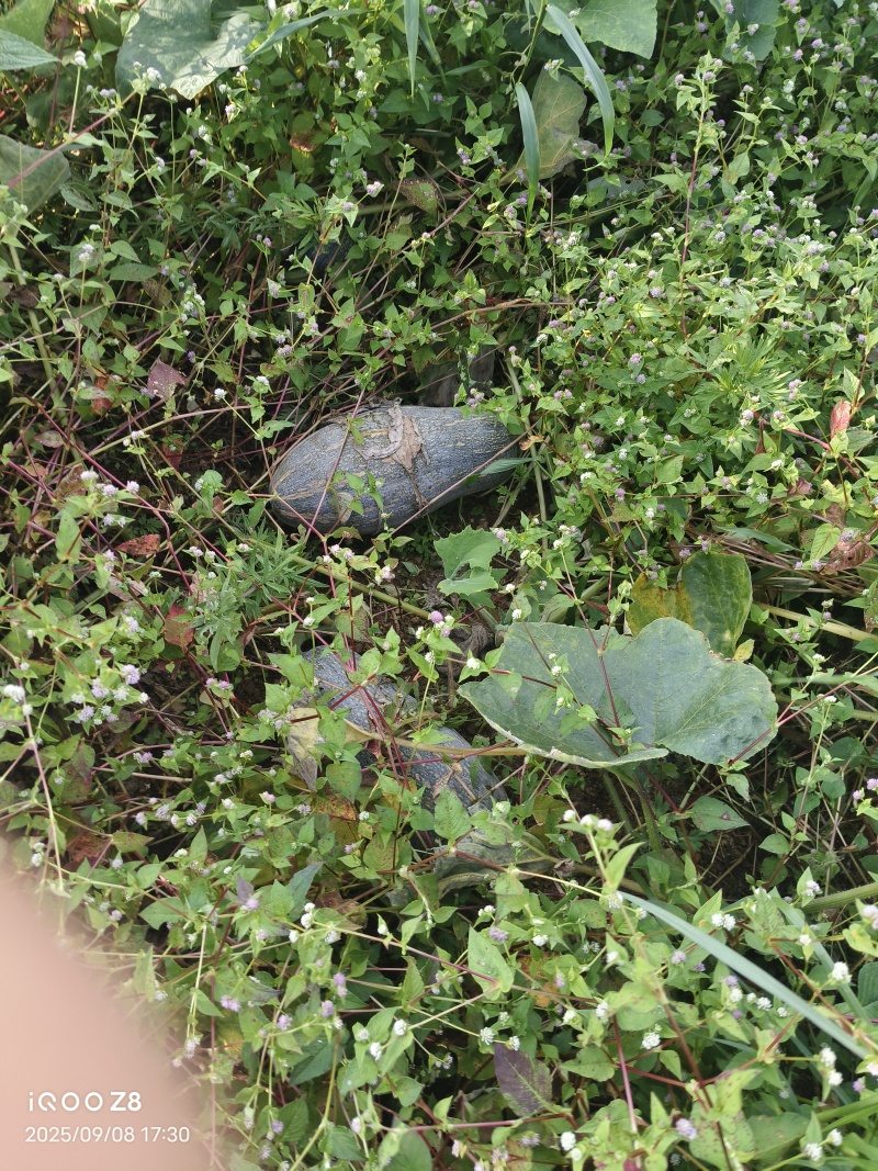 密本南瓜，云南山地瓜，上粉很好