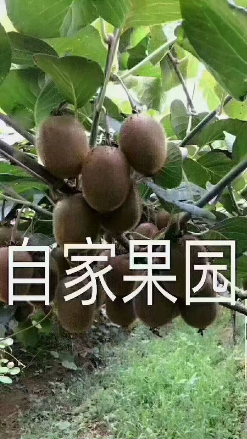 陕西眉县徐香猕猴桃🥝