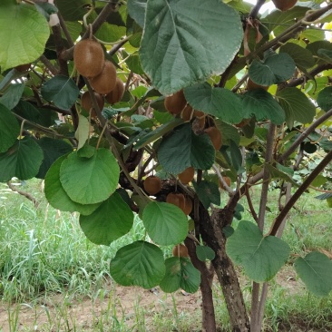 陕西眉县徐香猕猴桃🥝