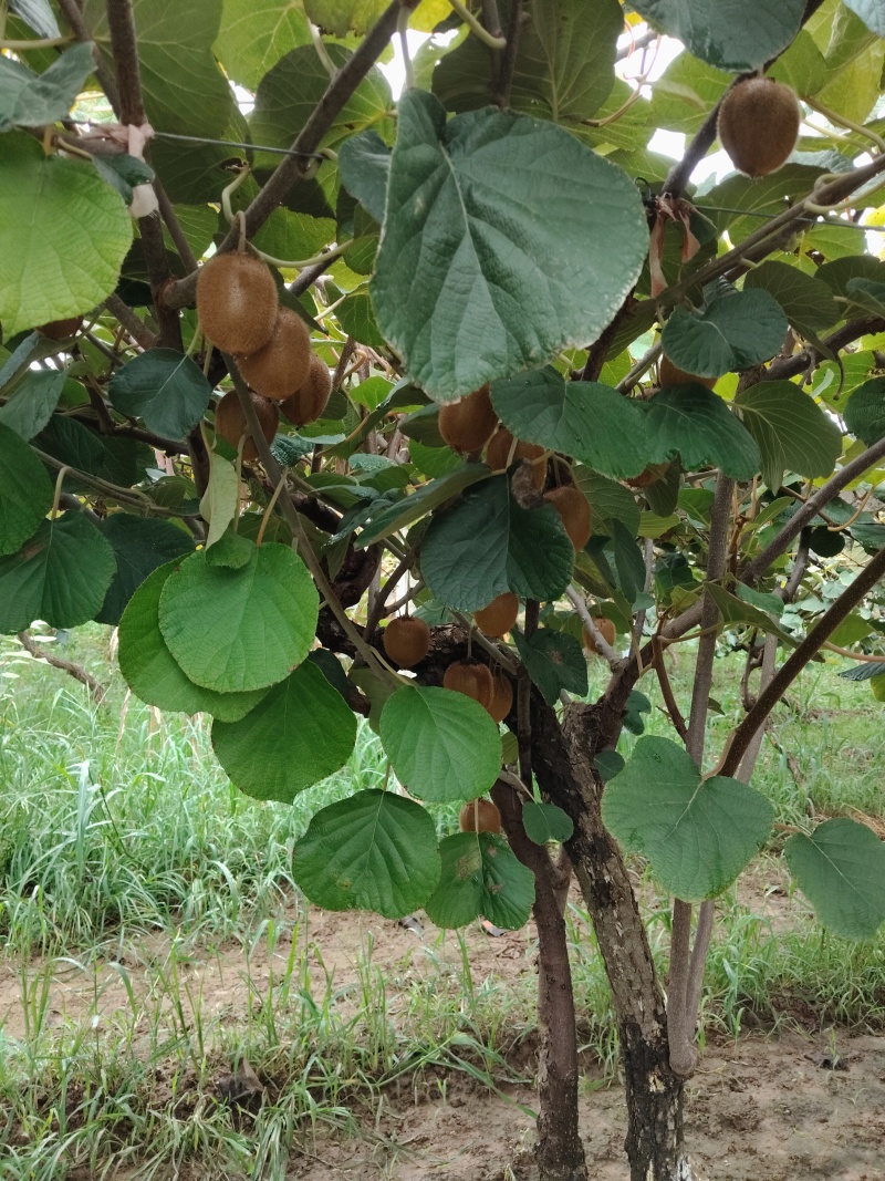 陕西眉县徐香猕猴桃🥝