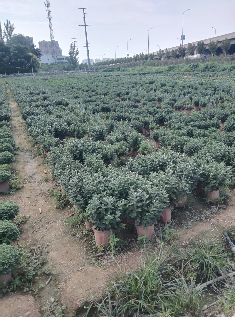 菏泽菊花国庆菊租摆菊花