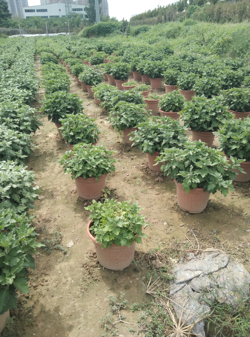 菏泽菊花国庆菊租摆菊花