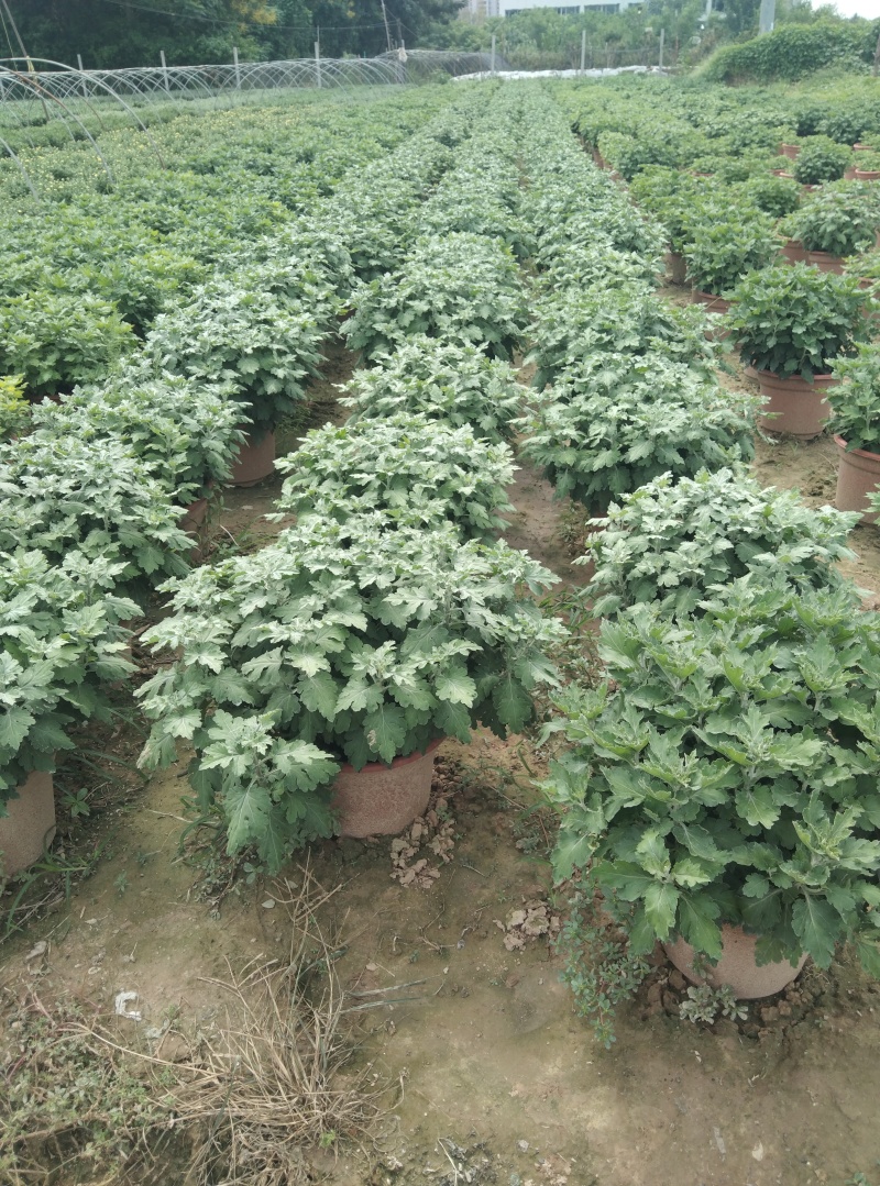 菏泽菊花国庆菊租摆菊花