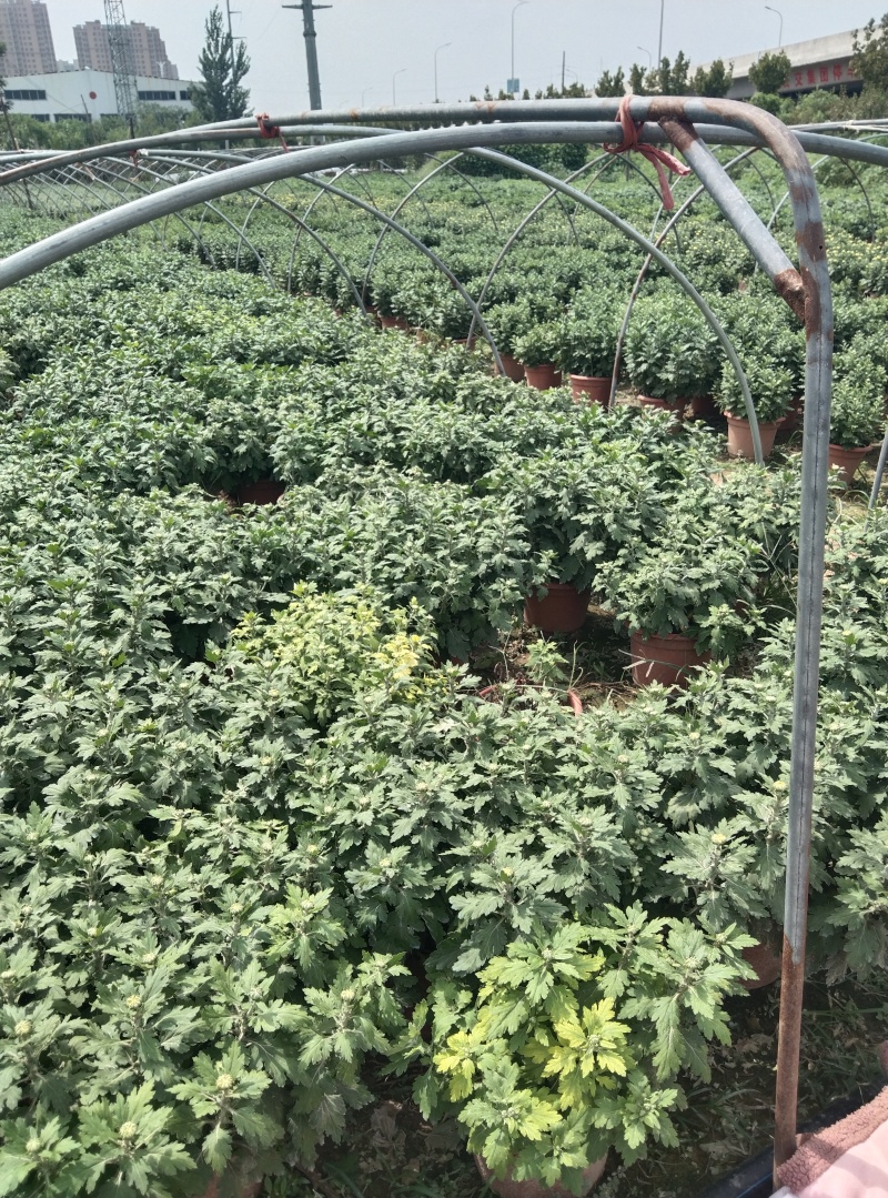 菏泽菊花国庆菊租摆菊花