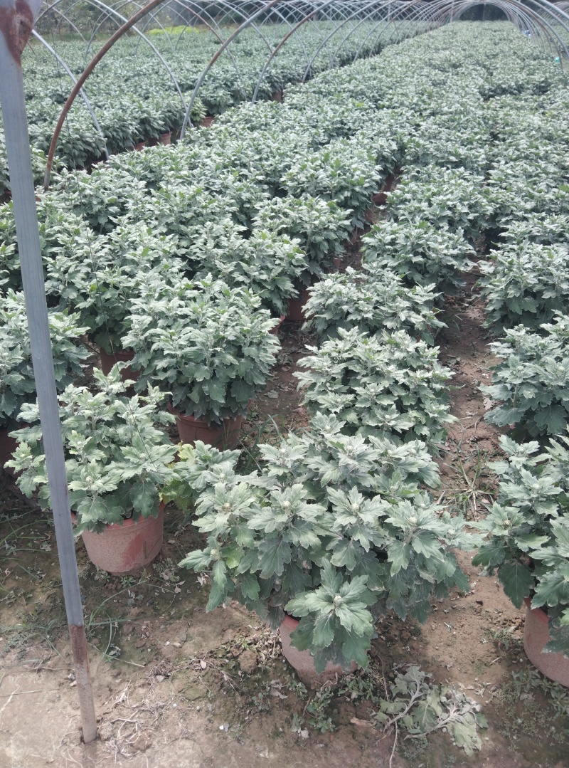 菏泽菊花国庆菊租摆菊花