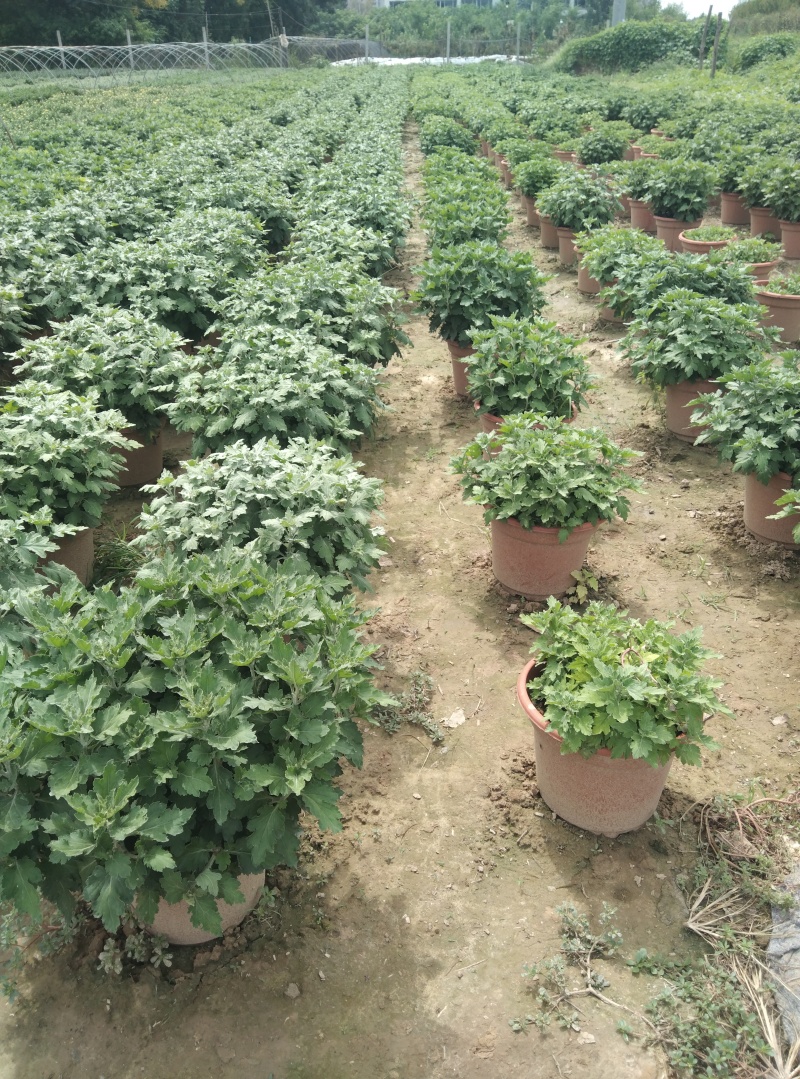 菏泽菊花国庆菊租摆菊花