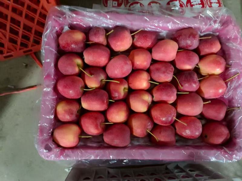 【实力】内蒙锦绣海棠果/鸡心果一手货源价格美丽量大从优