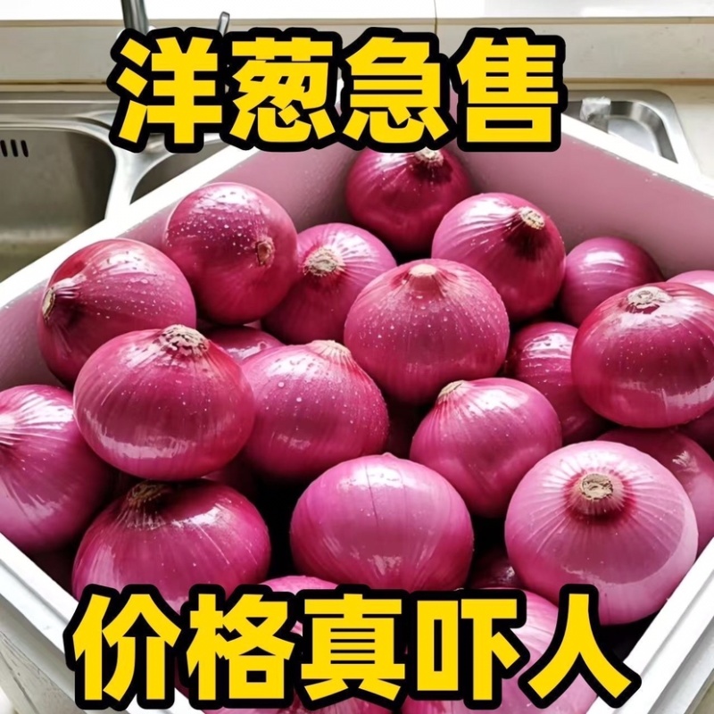 洋葱基地/紫皮洋葱/甘肃洋葱种植基地/现货
