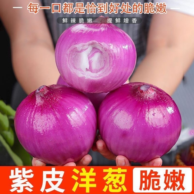 洋葱基地/紫皮洋葱/甘肃洋葱种植基地/现货
