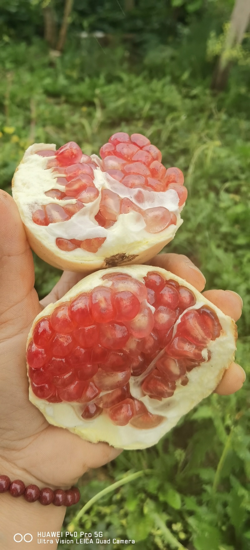 云南蒙自甜石榴