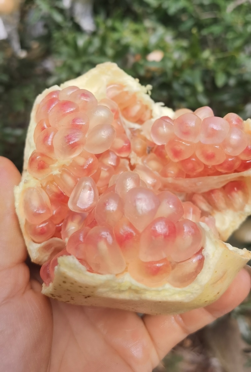 云南蒙自甜石榴