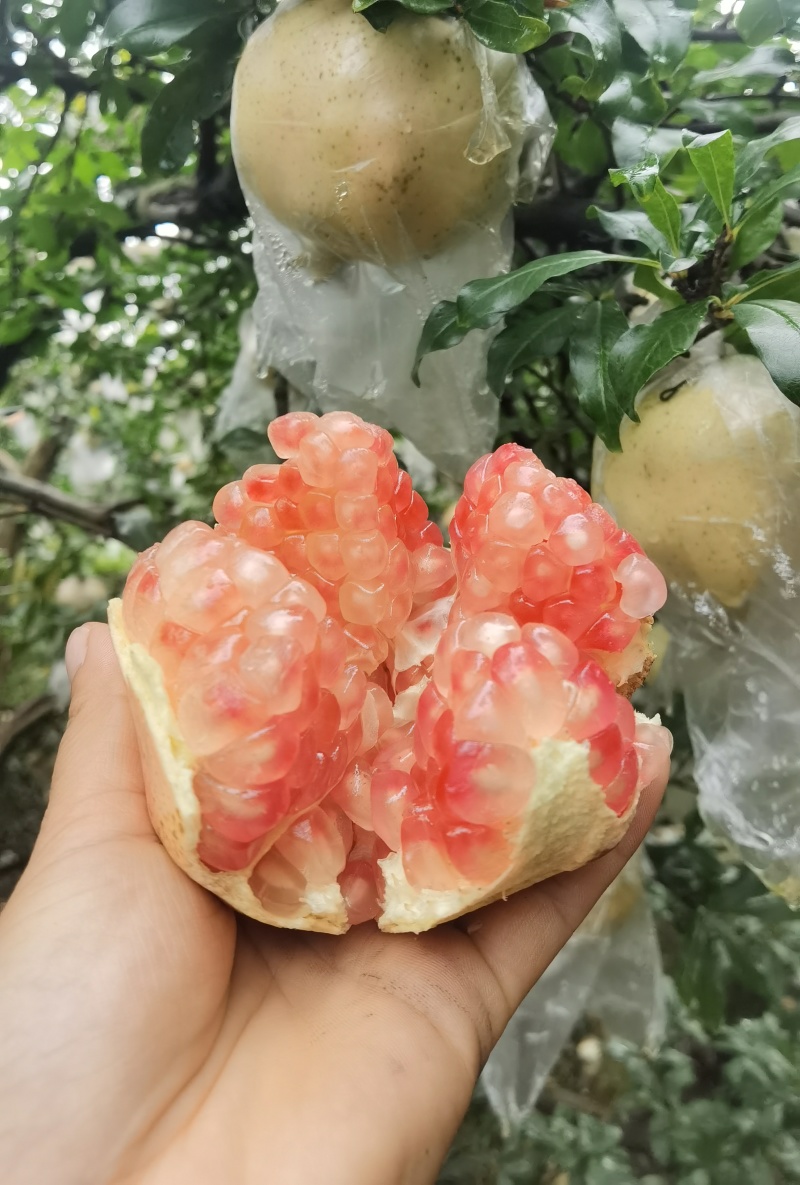 云南蒙自甜石榴