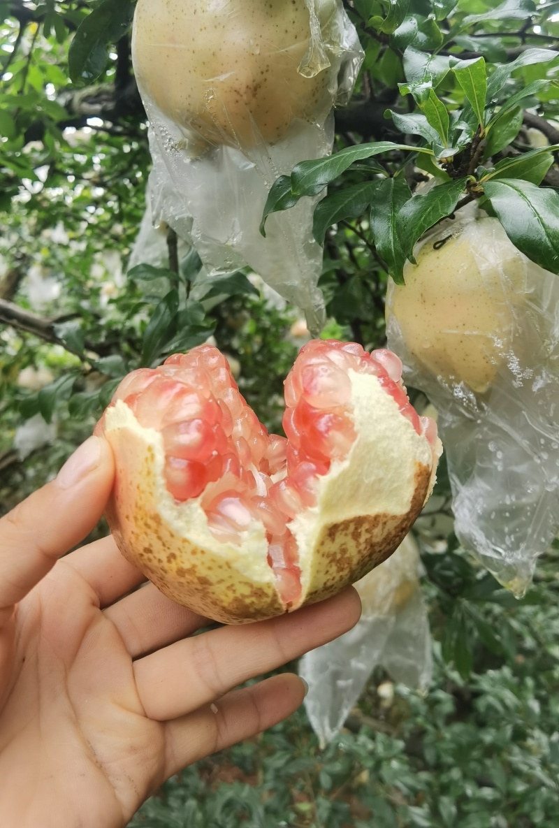 云南蒙自甜石榴