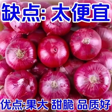 洋葱基地/紫皮洋葱/甘肃洋葱种植基地/现货