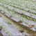 银黑地膜种植专用地膜保湿除草地膜打孔膜黑地膜白地膜