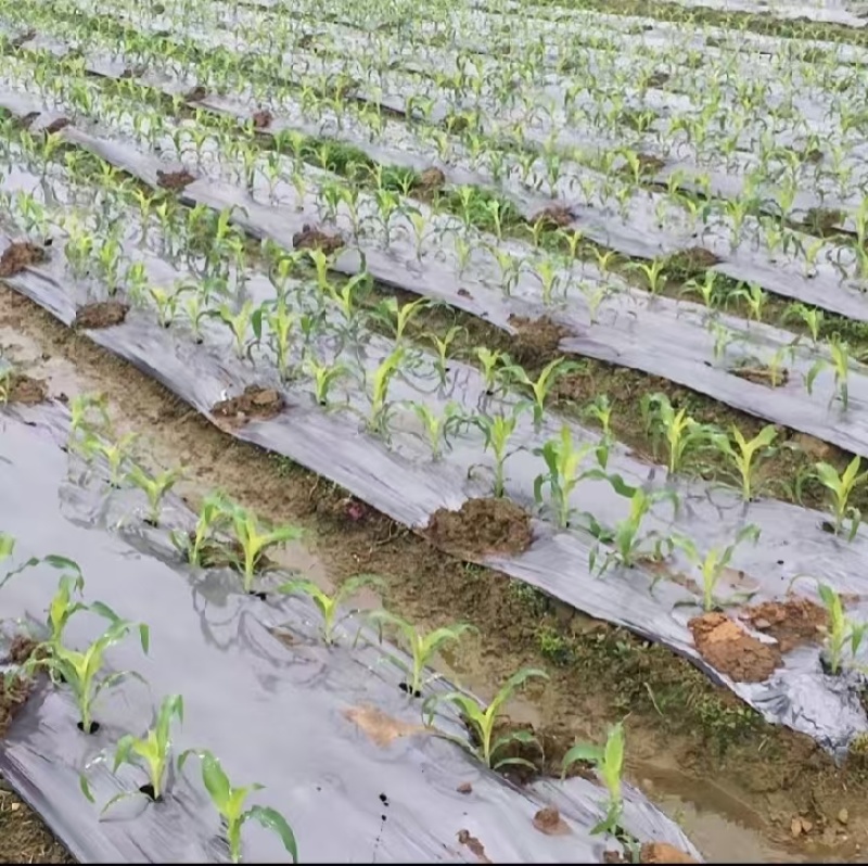 银黑地膜种植专用地膜保湿除草地膜打孔膜黑地膜白地膜
