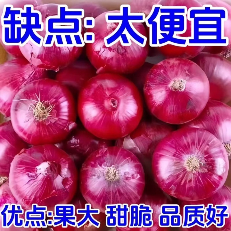 洋葱基地/紫皮洋葱/甘肃洋葱种植基地/现货